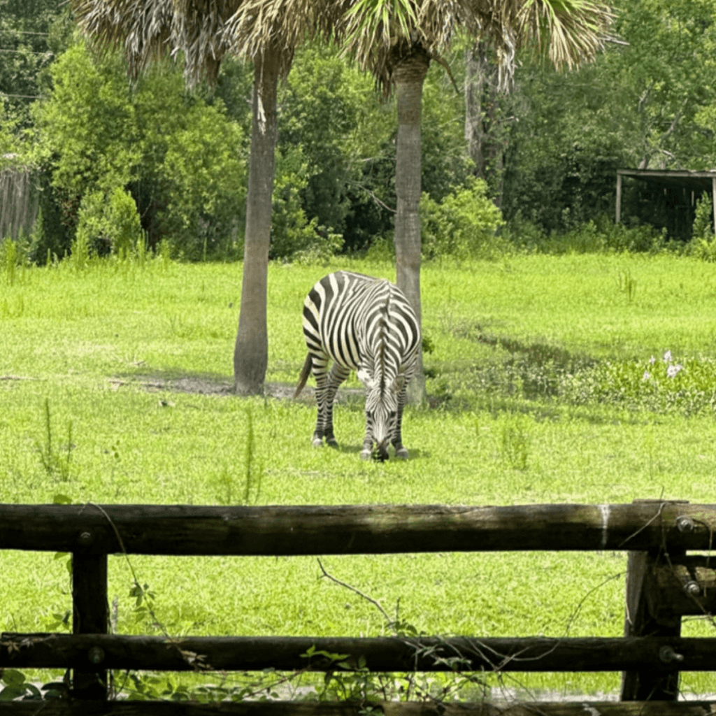 Wild Adventures Safari Train Zebra