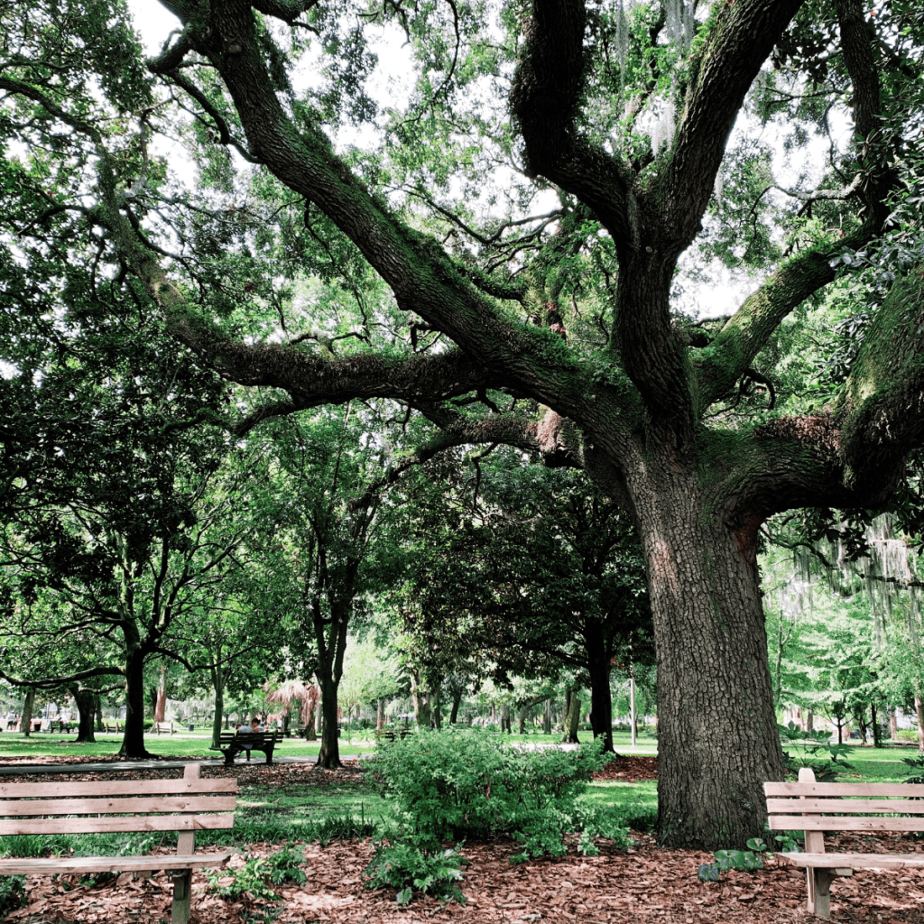 Savannah, Georgia Travel Guide