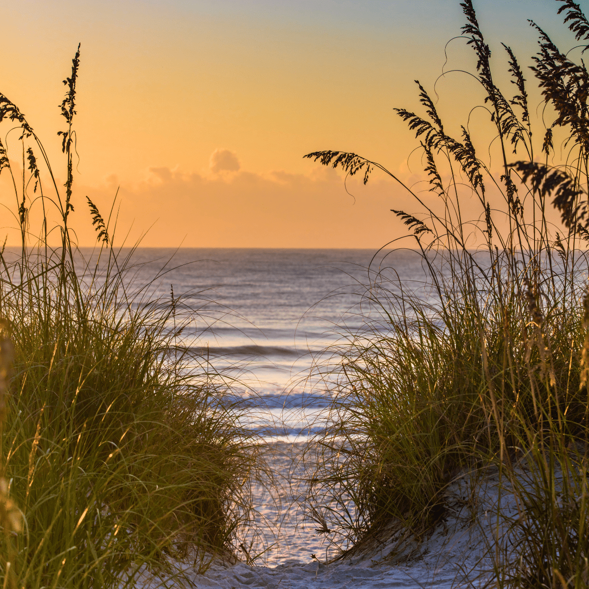 Amelia Island Vacation Sand Dunes