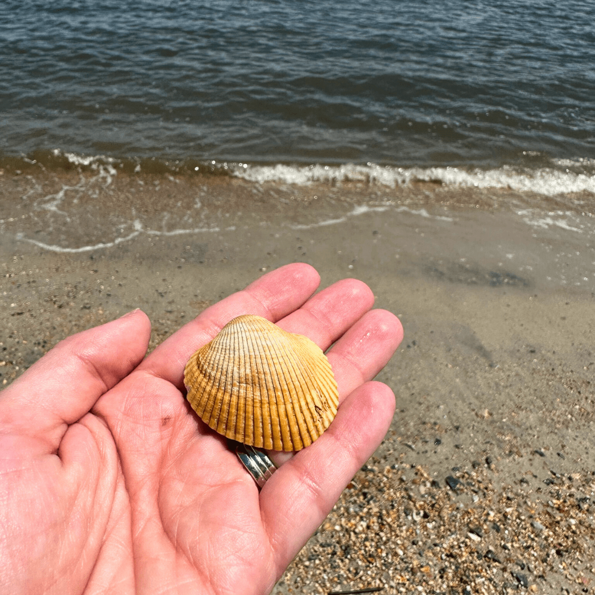 Amelia Island Vacation Shell Hunting Shark Tooth Beach