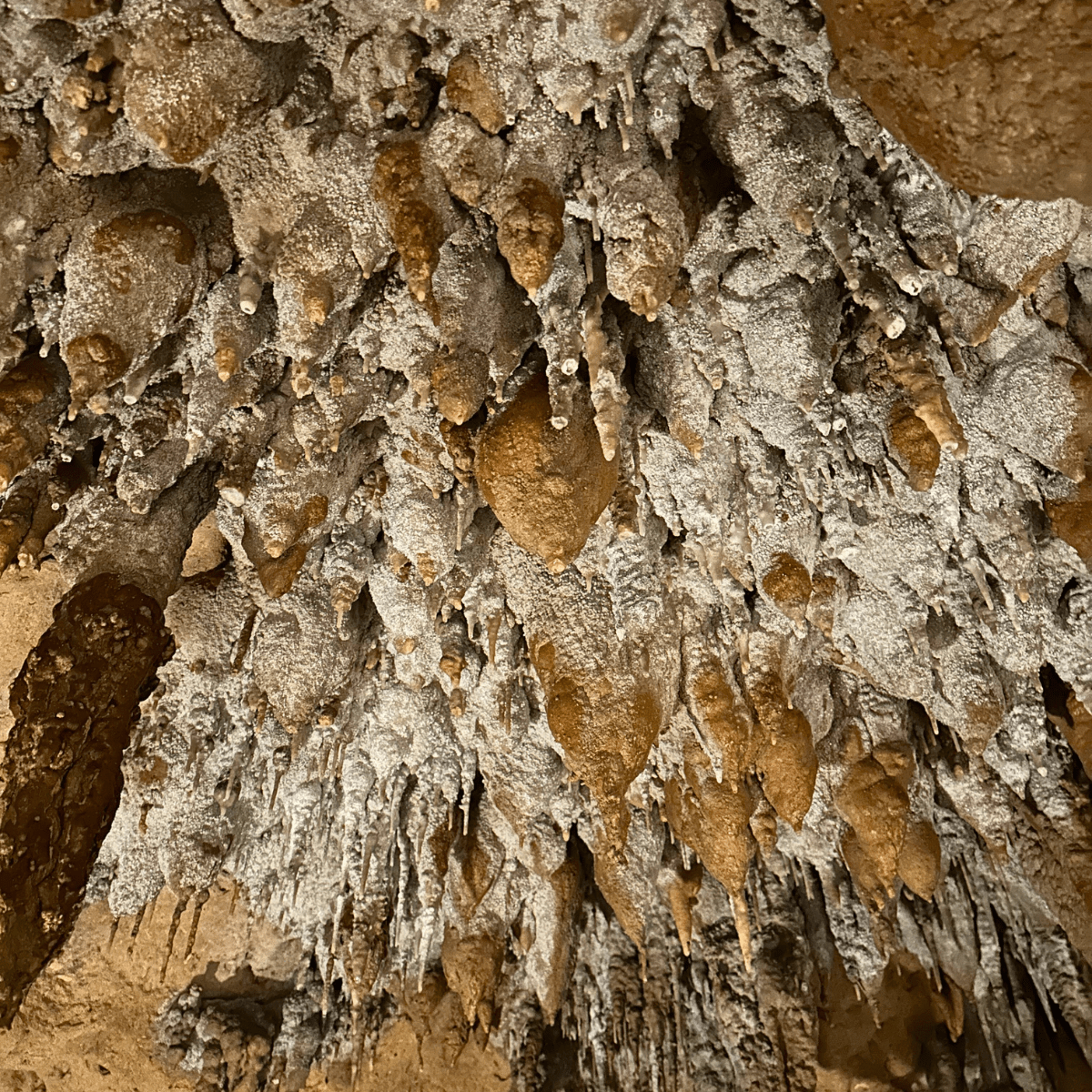 Florida Caverns in Marianna