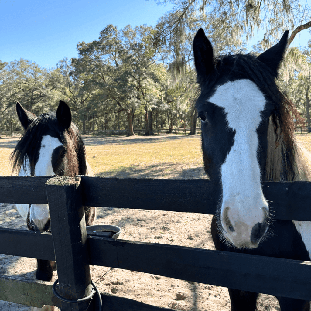 Gypsy Gold Horse Farm Gypsy Vanner Horses