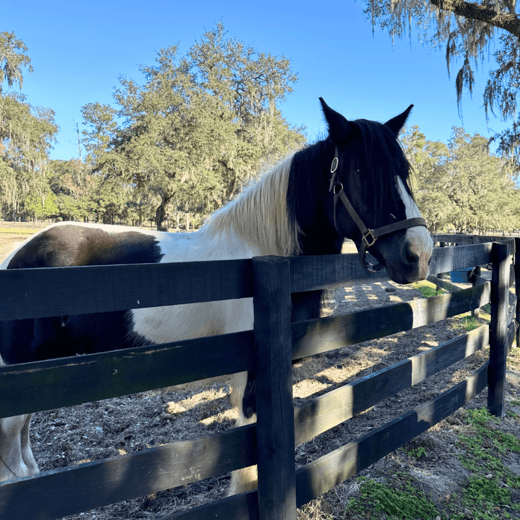 Gypsy Gold Horse Farm