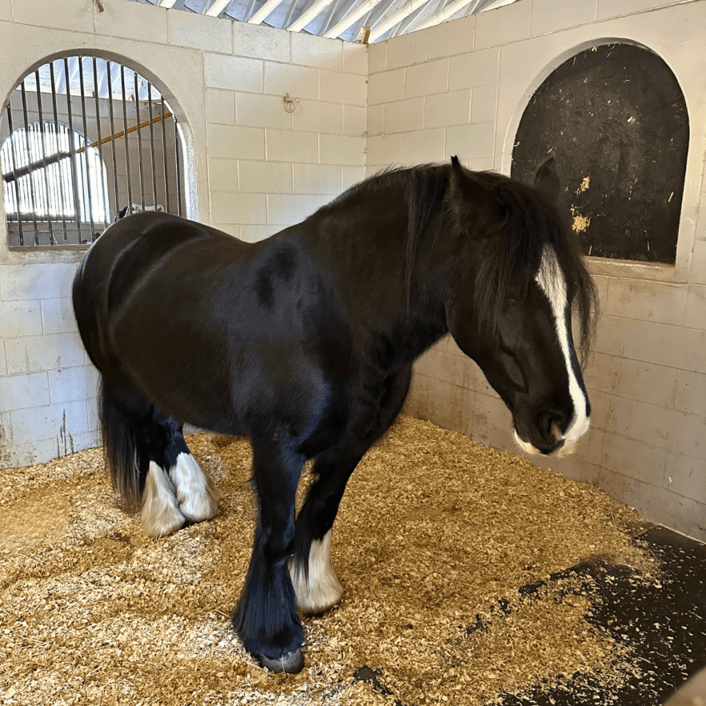 Gypsy Gold Horse Farm