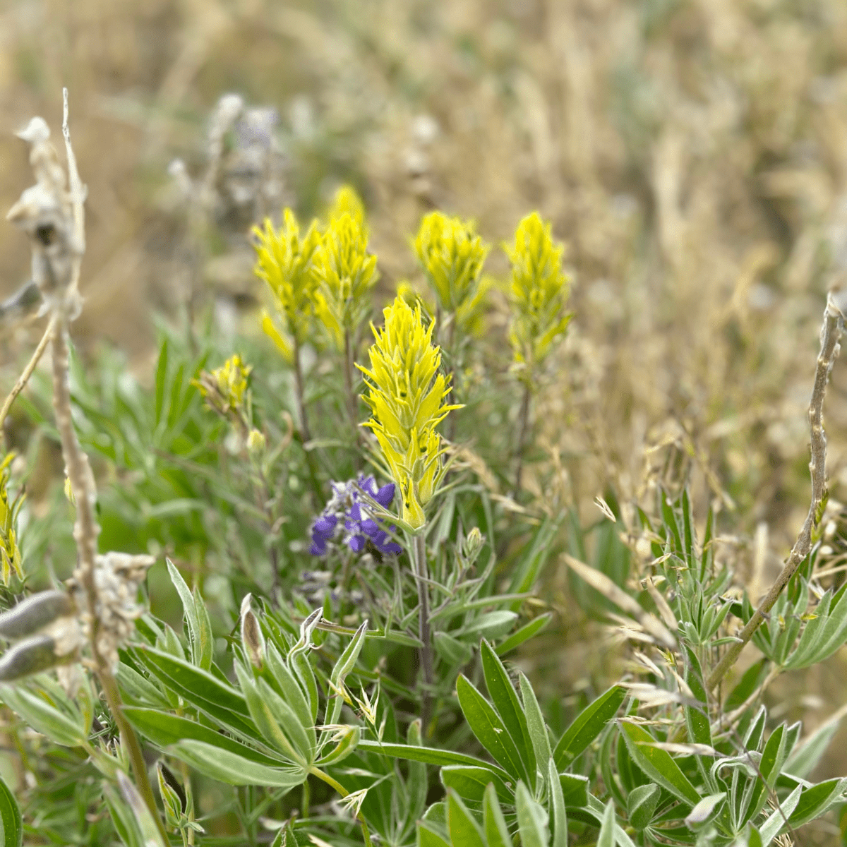 Paradise Guest Ranch