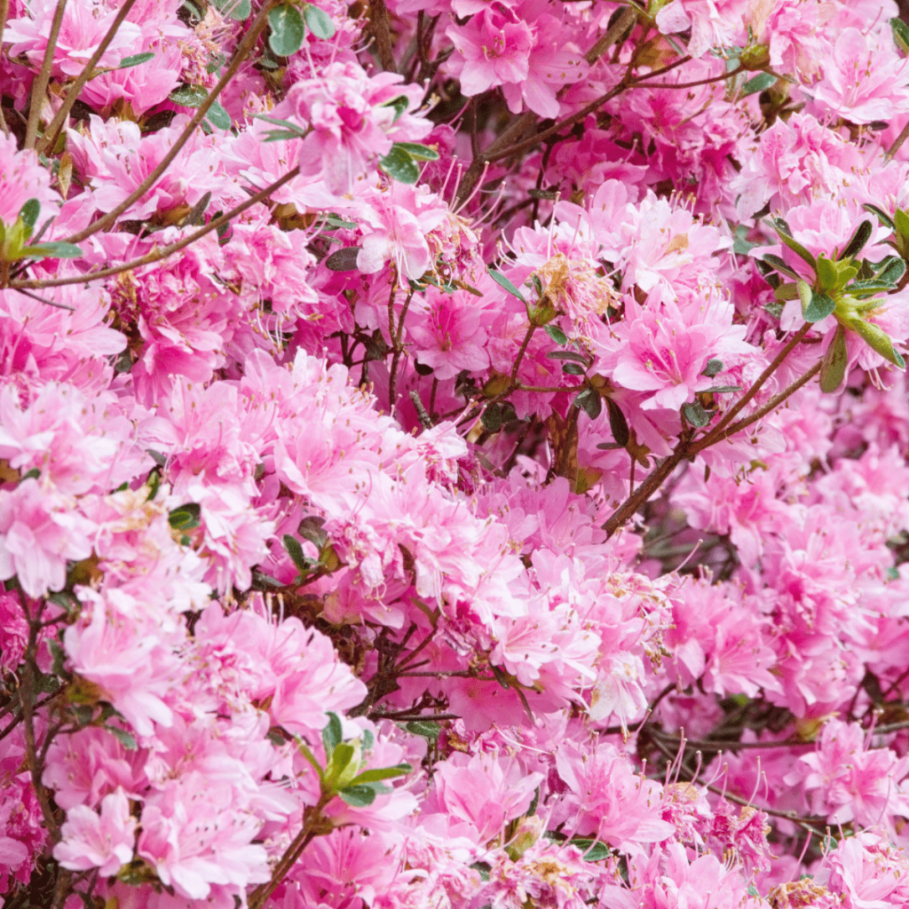 Weekend at Callaway Gardens