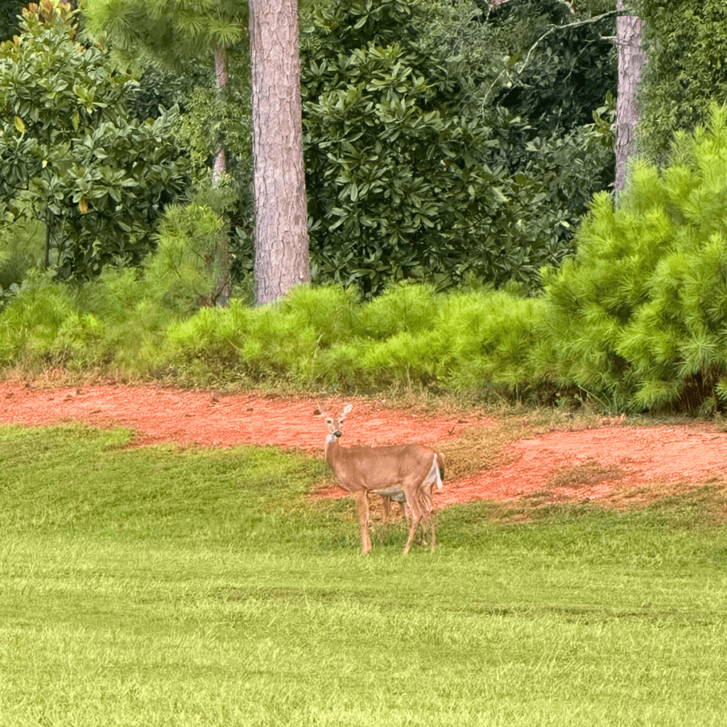 Weekend at Callaway Gardens Resort