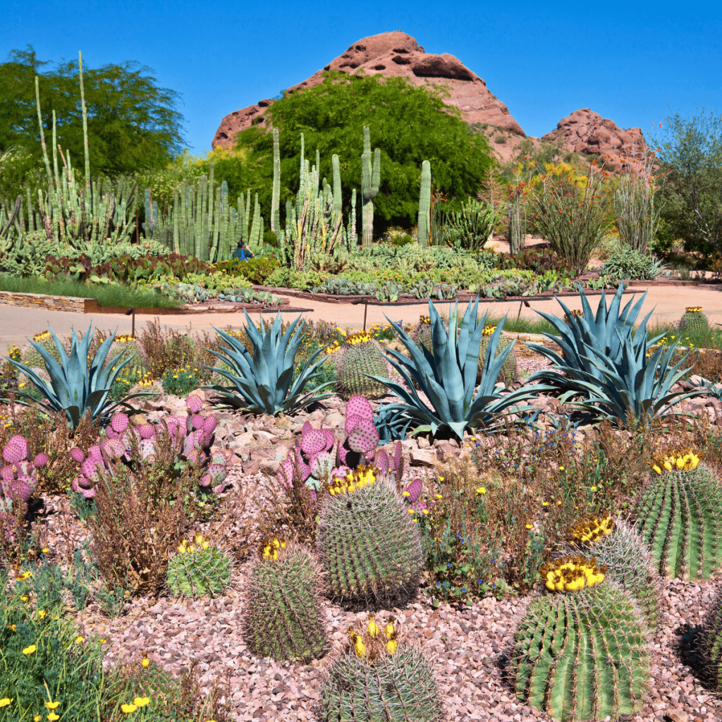 Desert Botanical Garden