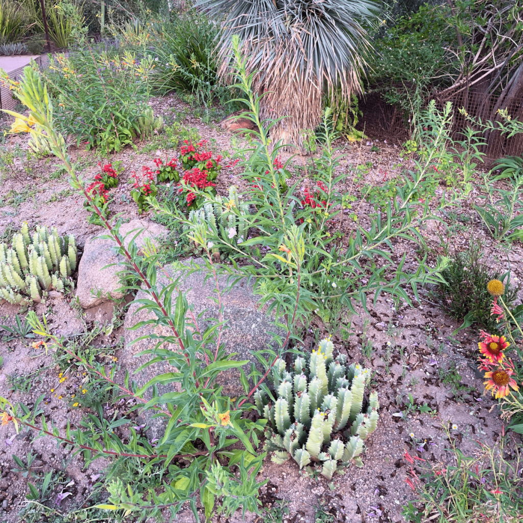 Desert Botanical Garden