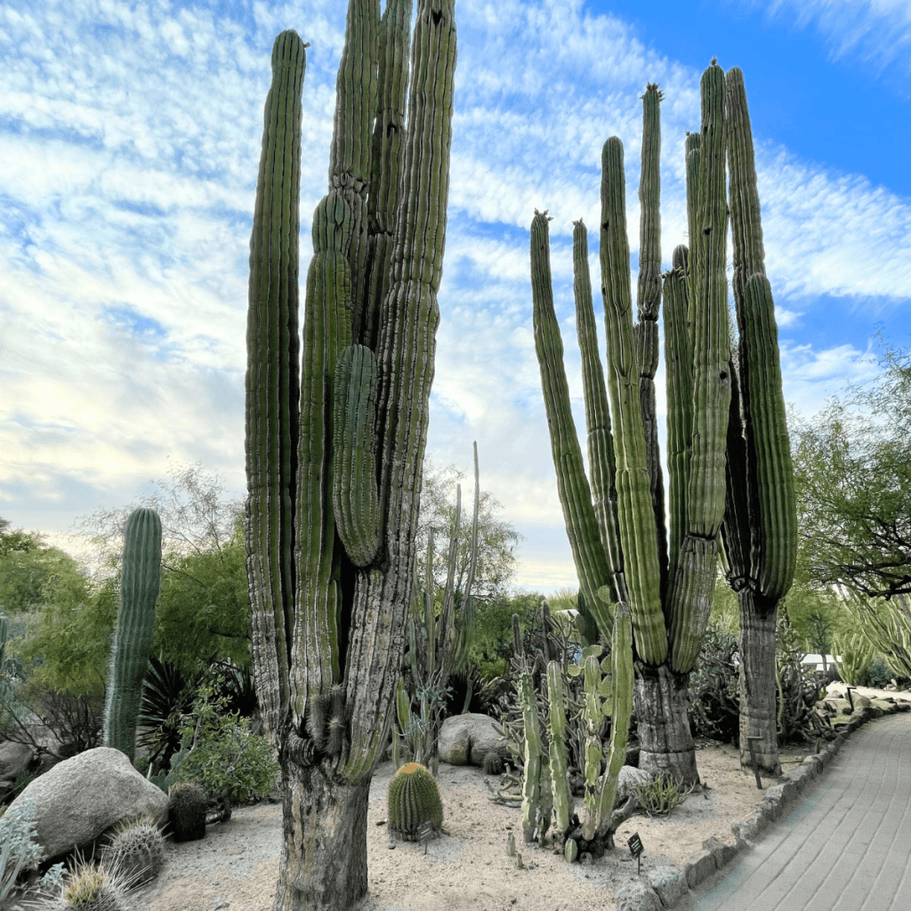 Desert Botanical Garden