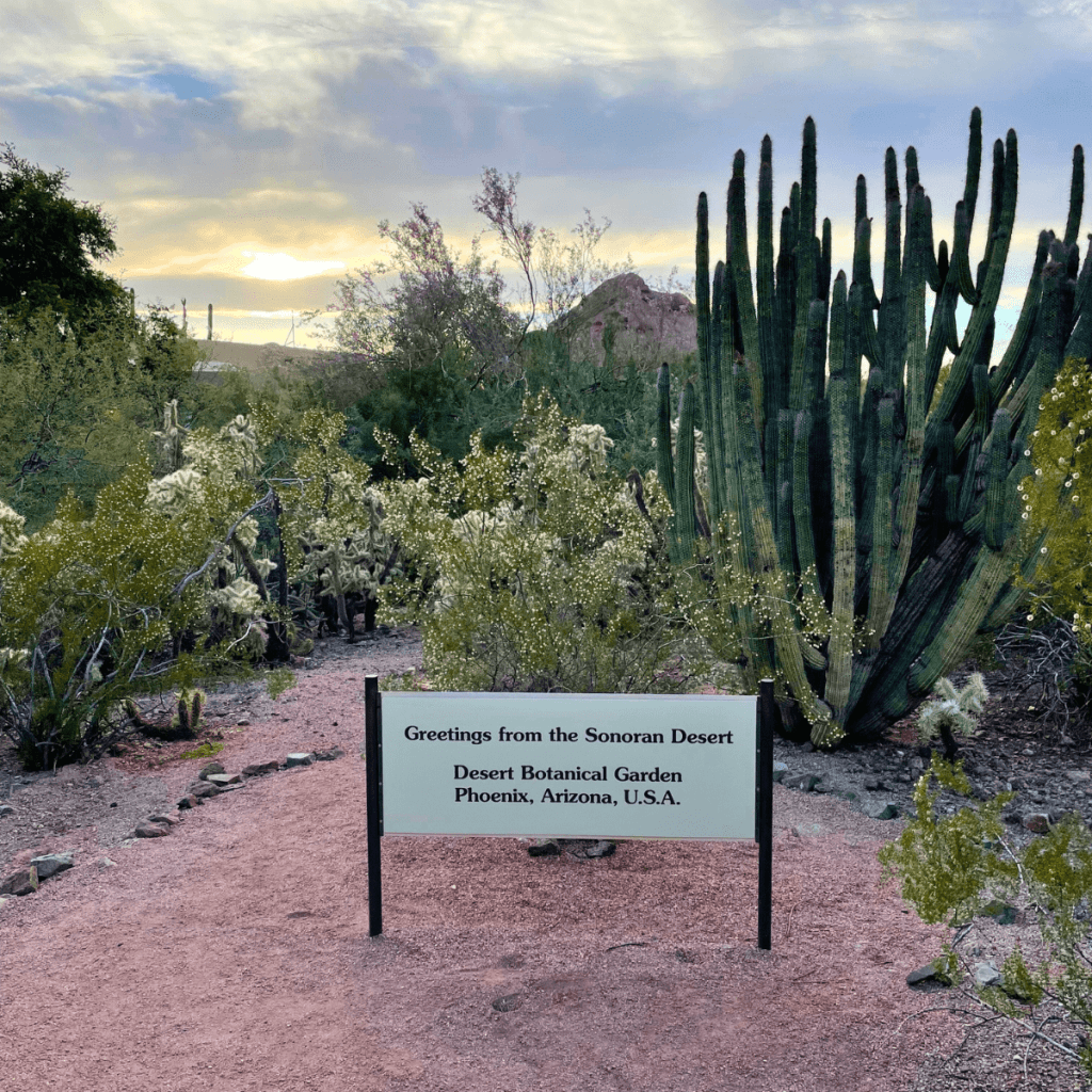 Desert Botanical Garden