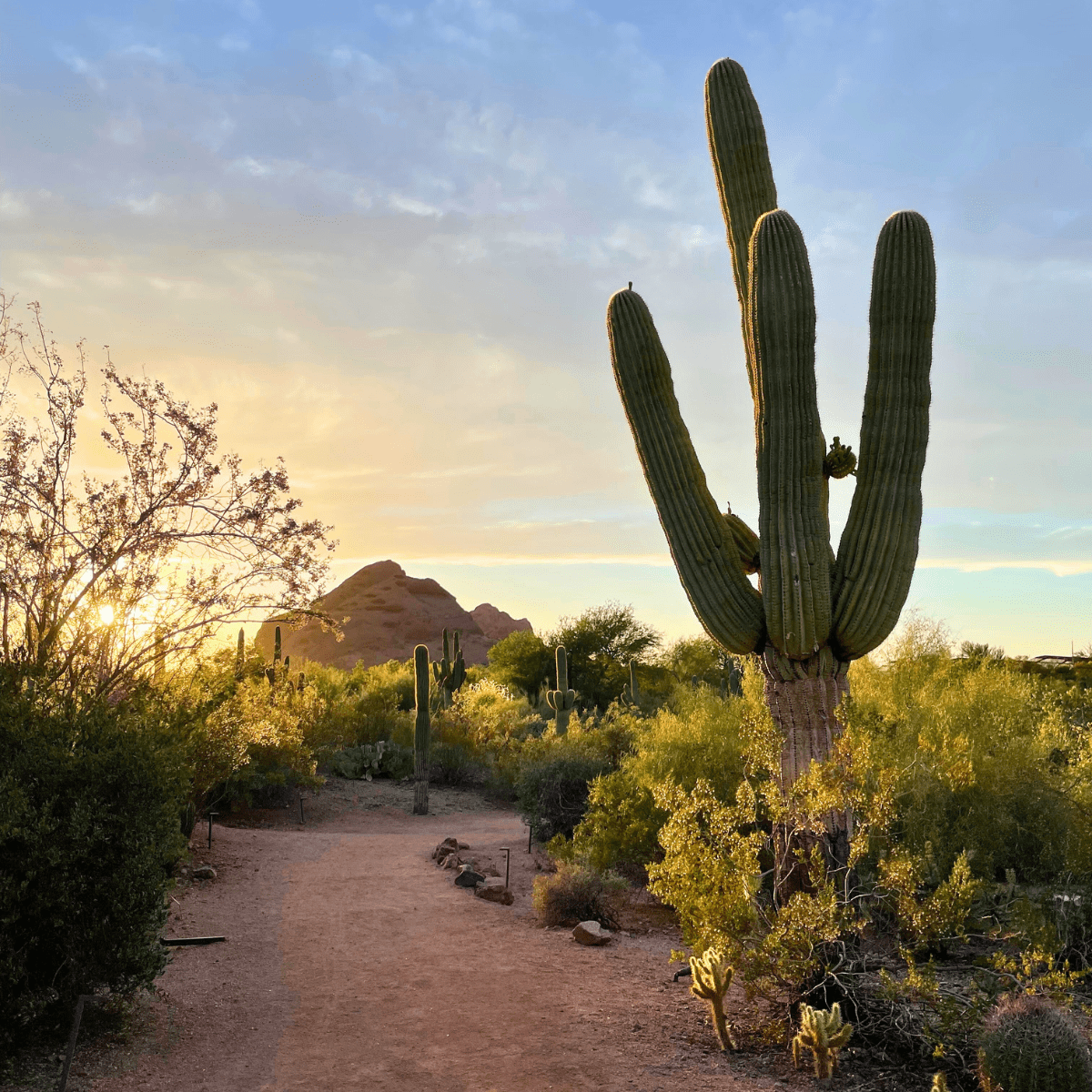 Desert Botanical Garden