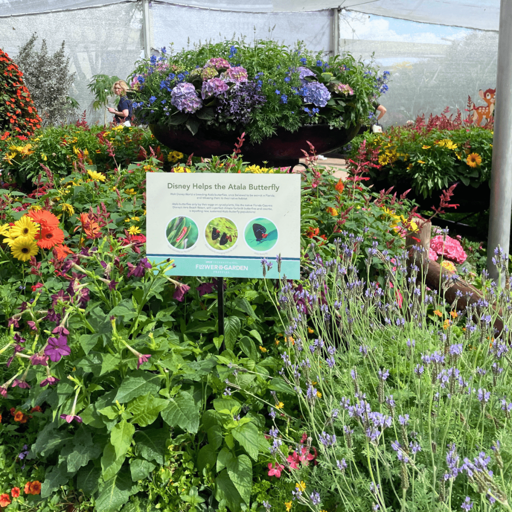 Comparing Epcot Festivals 