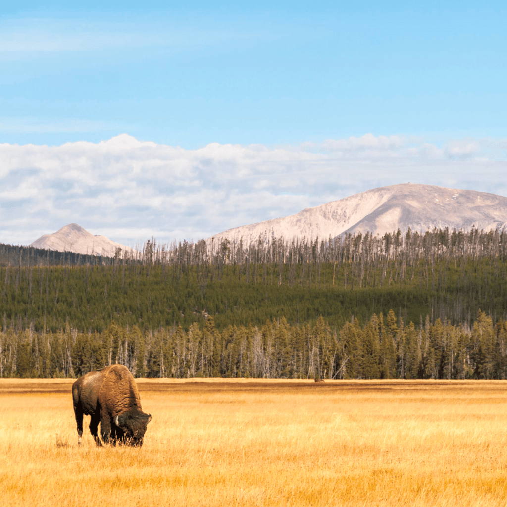 National Parks Vacation 