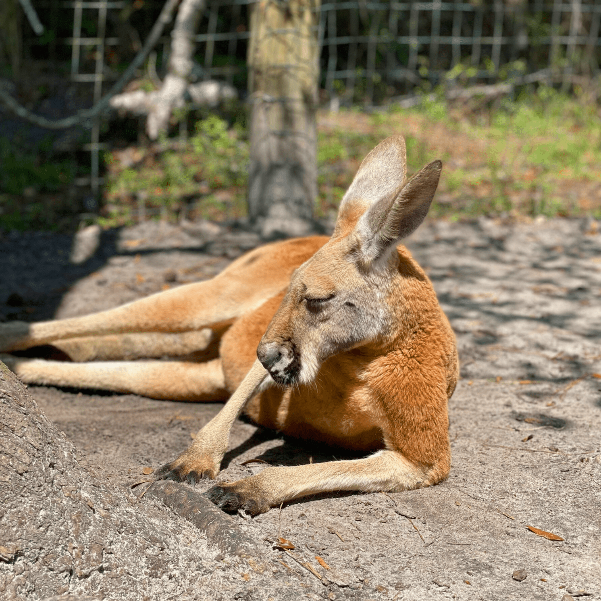 North Florida Wildlife Center