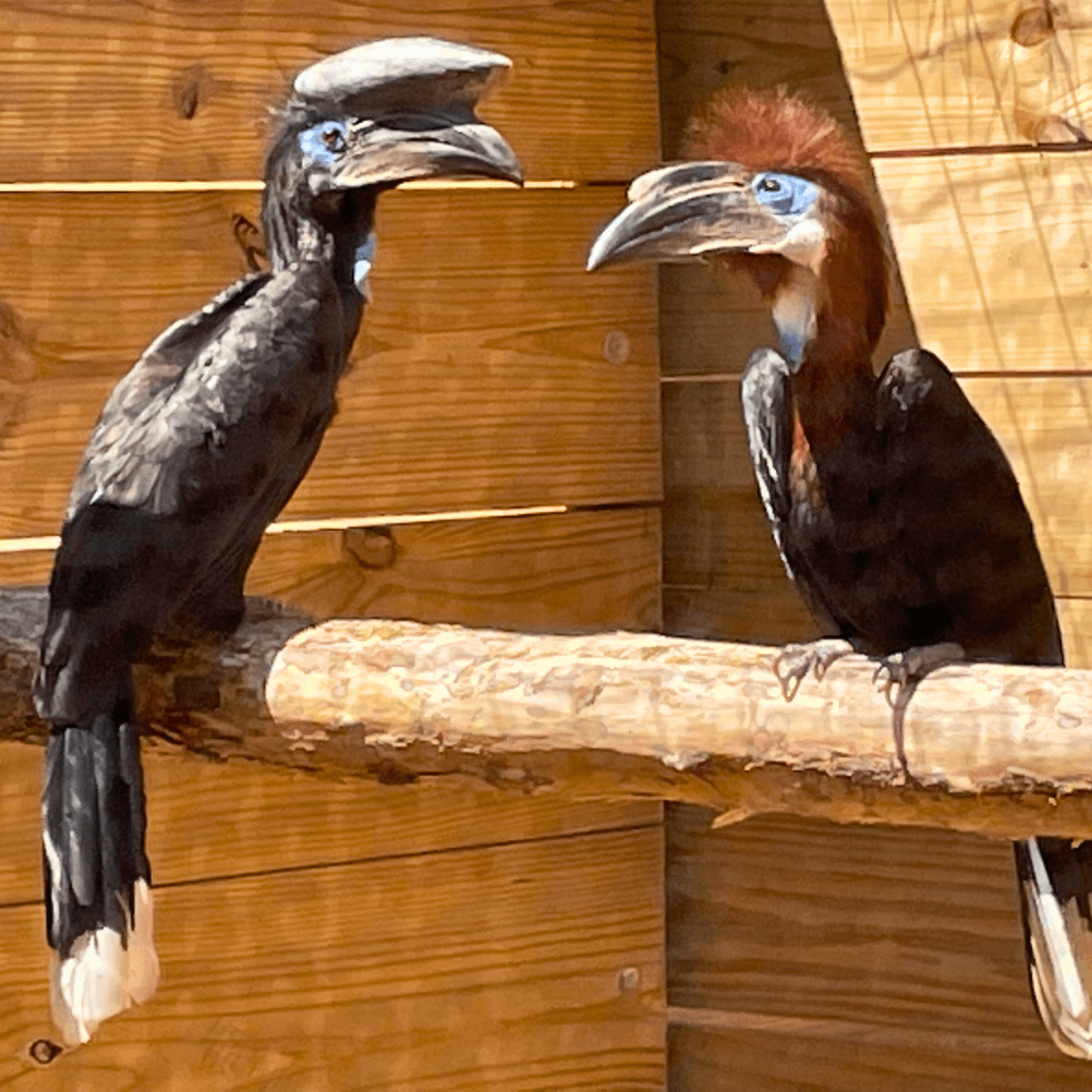 North Florida Wildlife Center