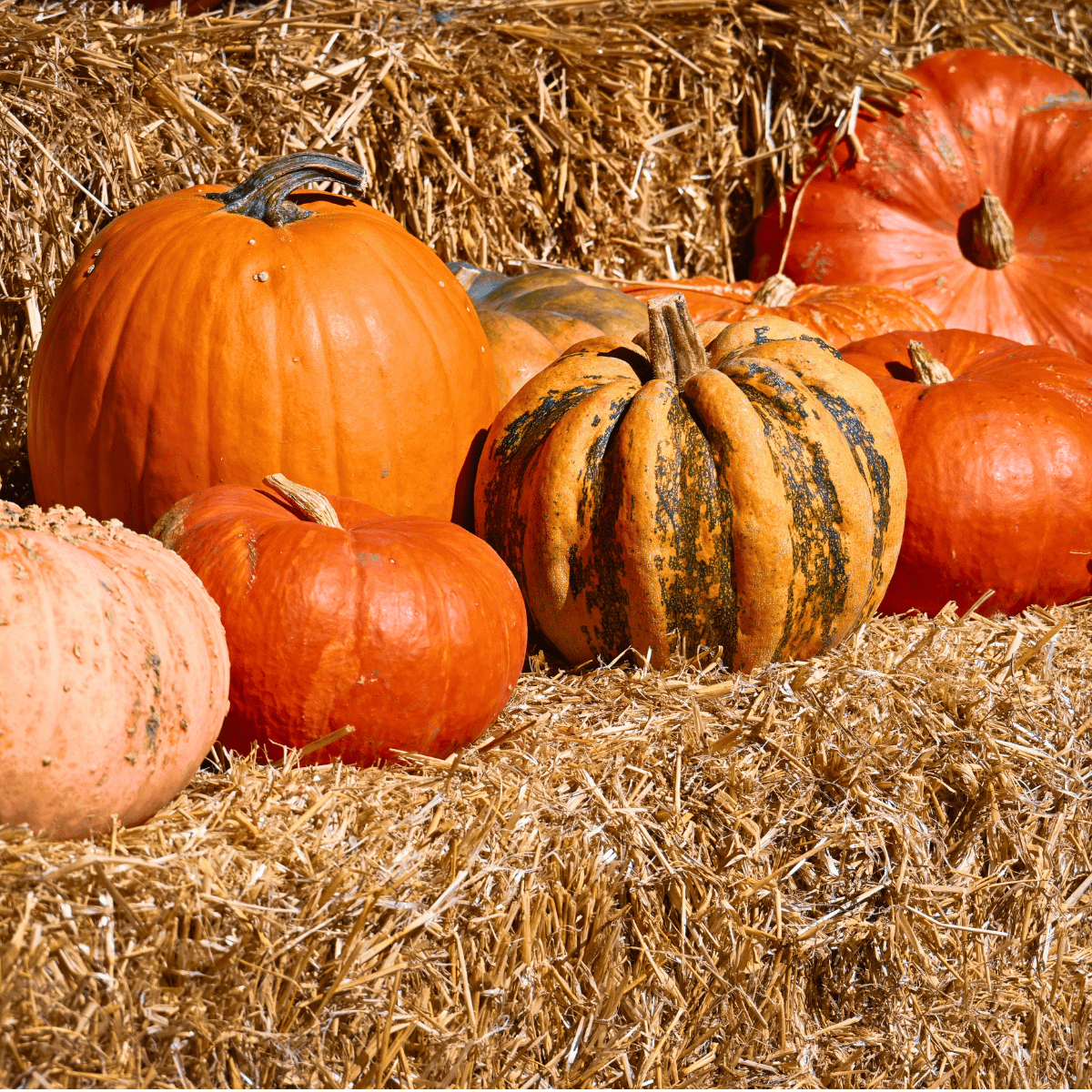 October Bucket List Tallahassee 