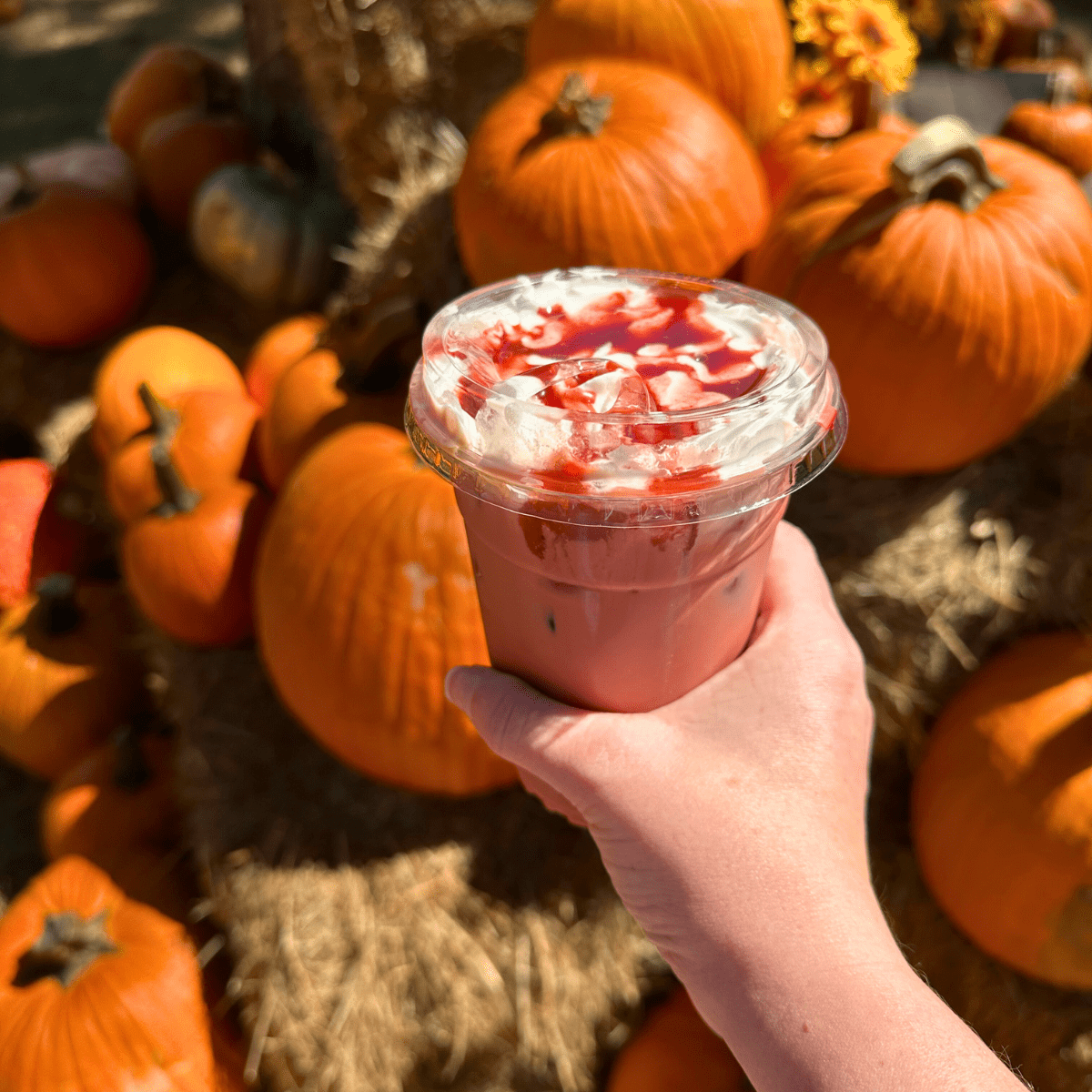 October Bucket List Tallahassee 