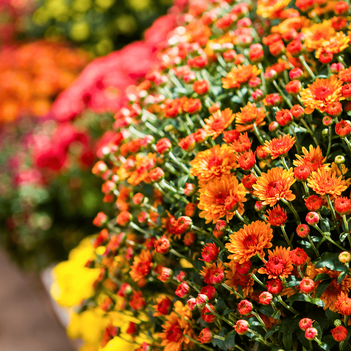 October Bucket List Tallahassee