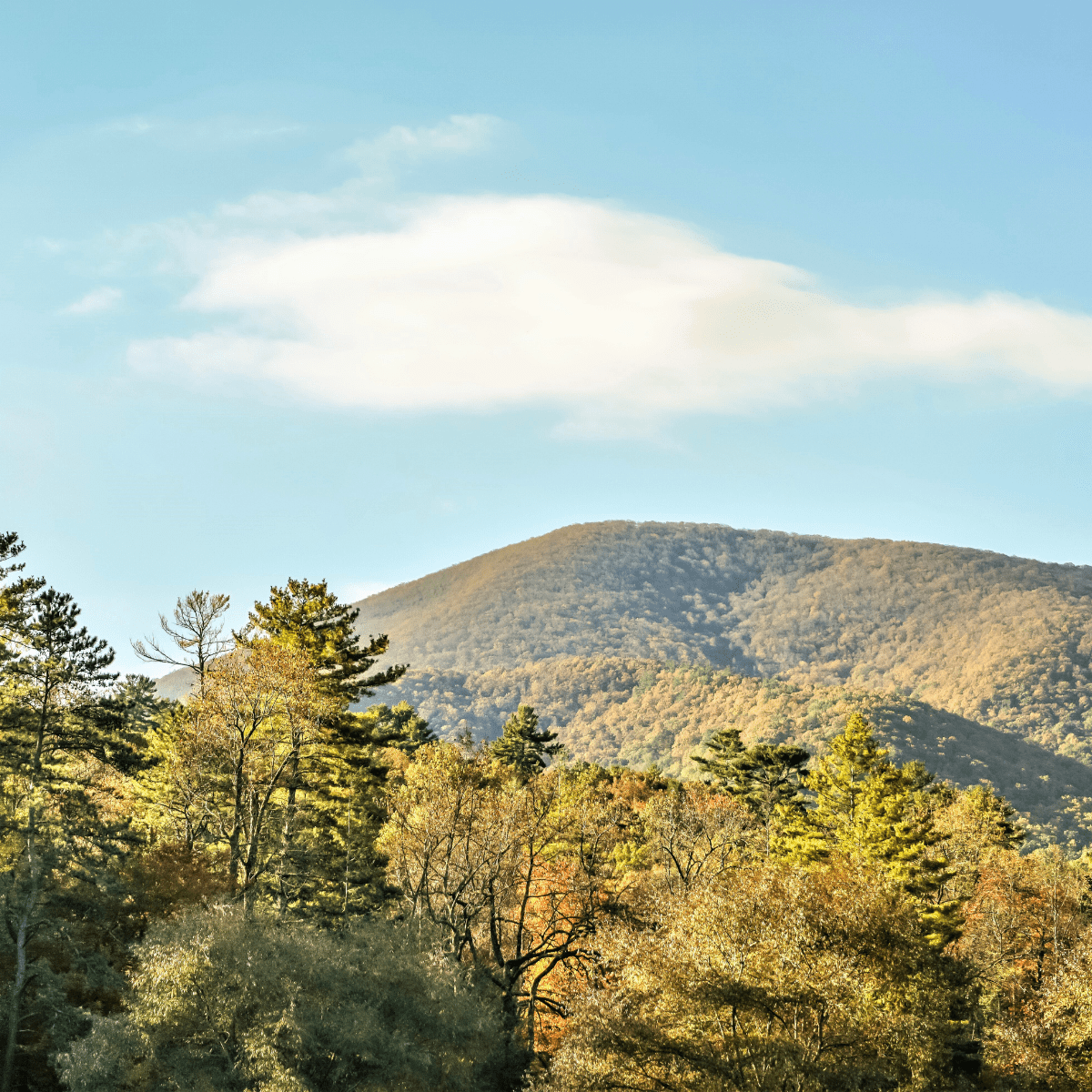 Cabin Trip from Tallahassee