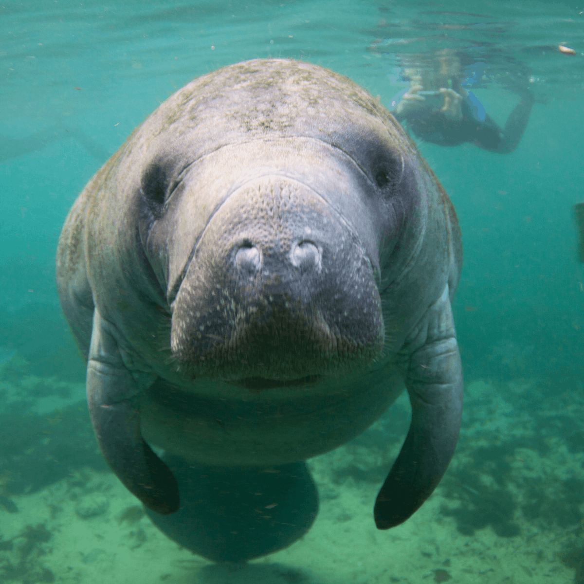 Places to Visit in Florida During Winter Crystal River Manatee