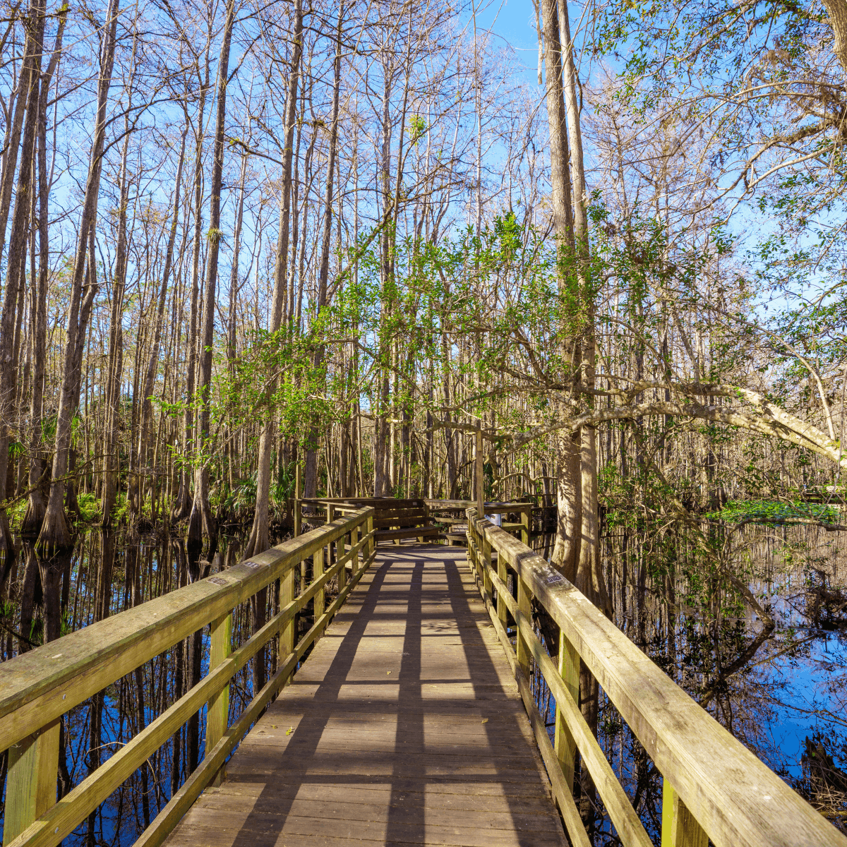 Places to Visit in Florida During Winter Sebring Highlands Hammock State Park
