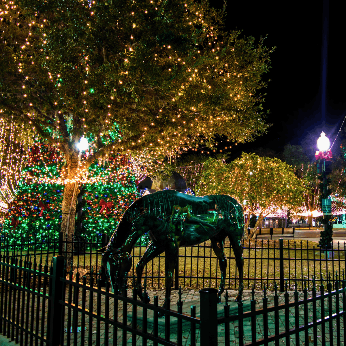 Places to Visit in Florida During Winter Ocala