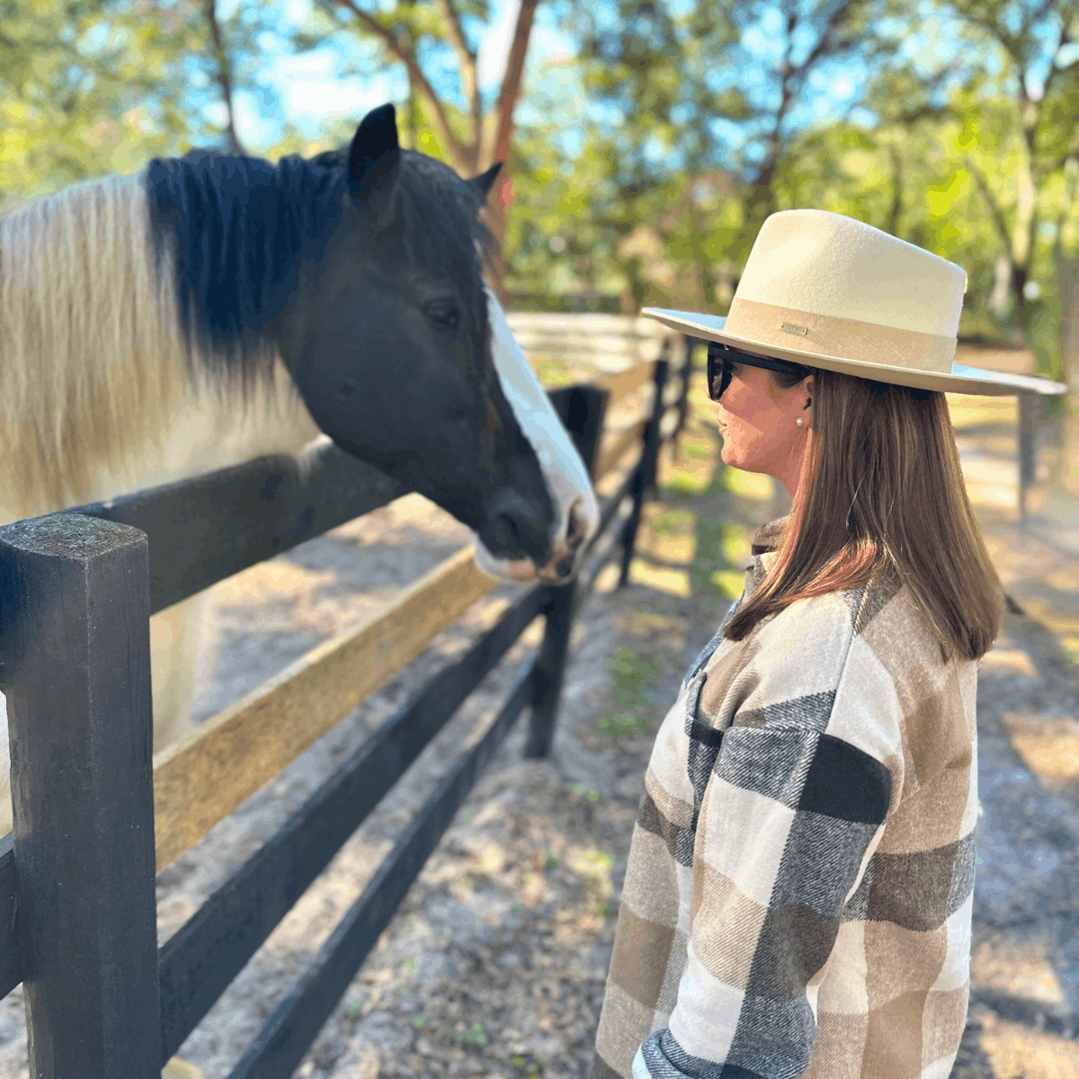 Places to Visit in Florida During Winter Ocala Gypsy Gold Horse Farm