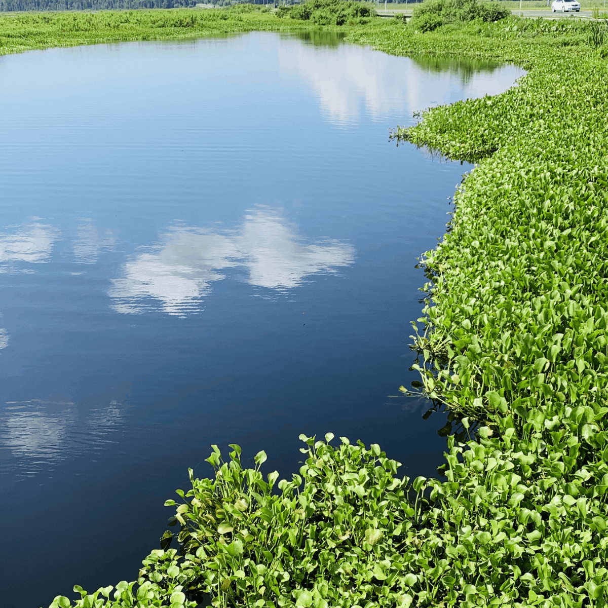 Places to Visit in Florida During Winter Micanopy Paynes Prairie Preserve State Park