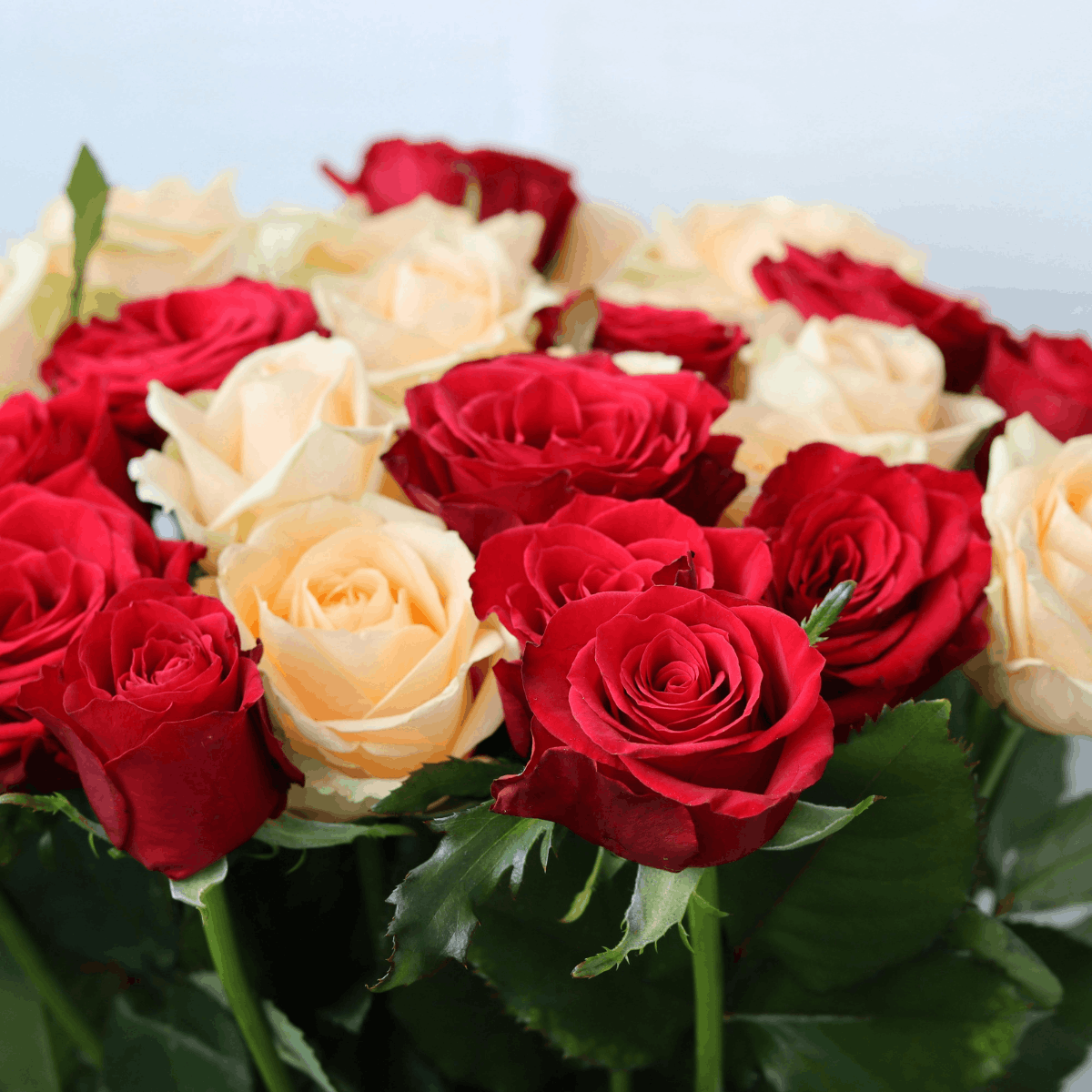 Tallahassee Valentine’s Day 