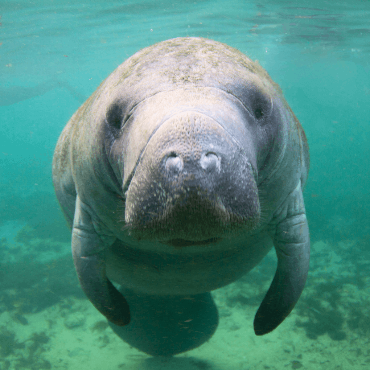 Things To Do in Crystal River