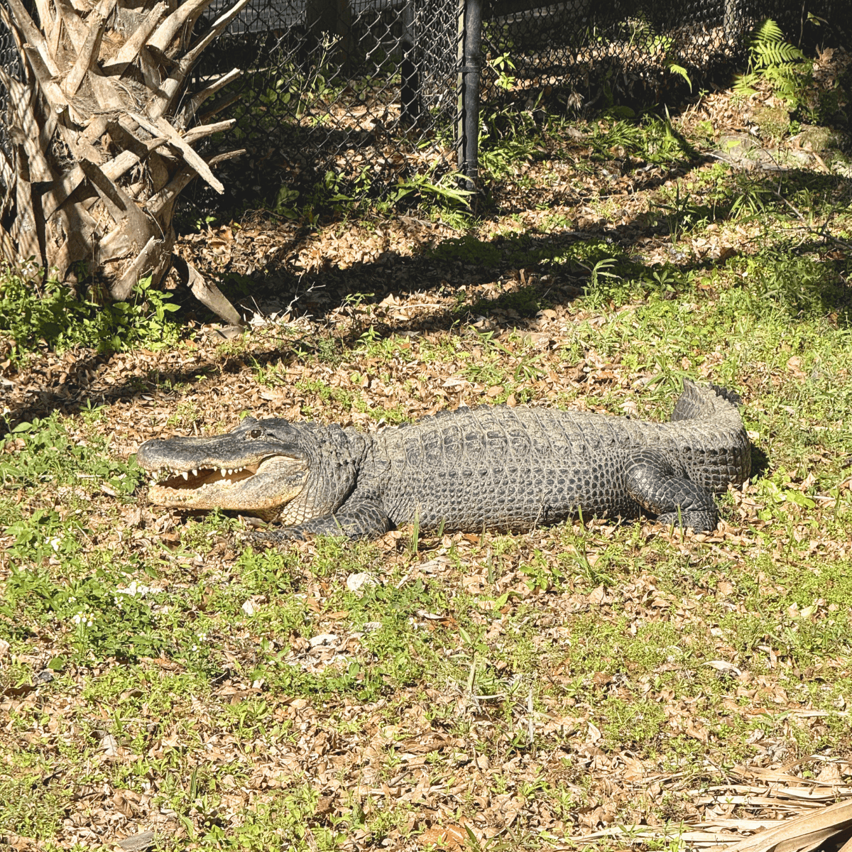 Homosassa Springs 