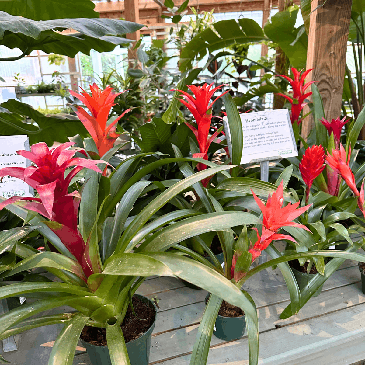 Tallahassee Nurseries 