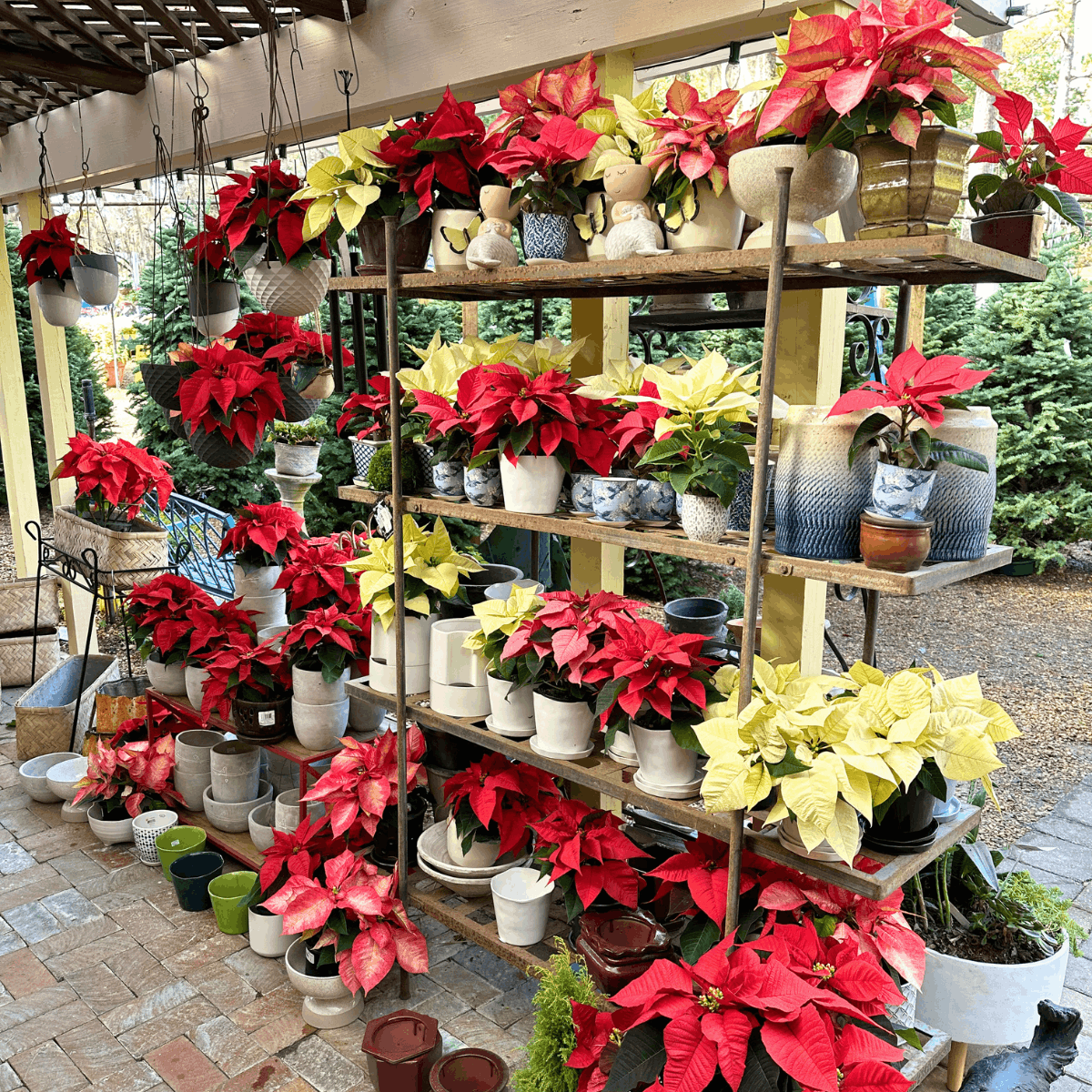 Tallahassee Nurseries 