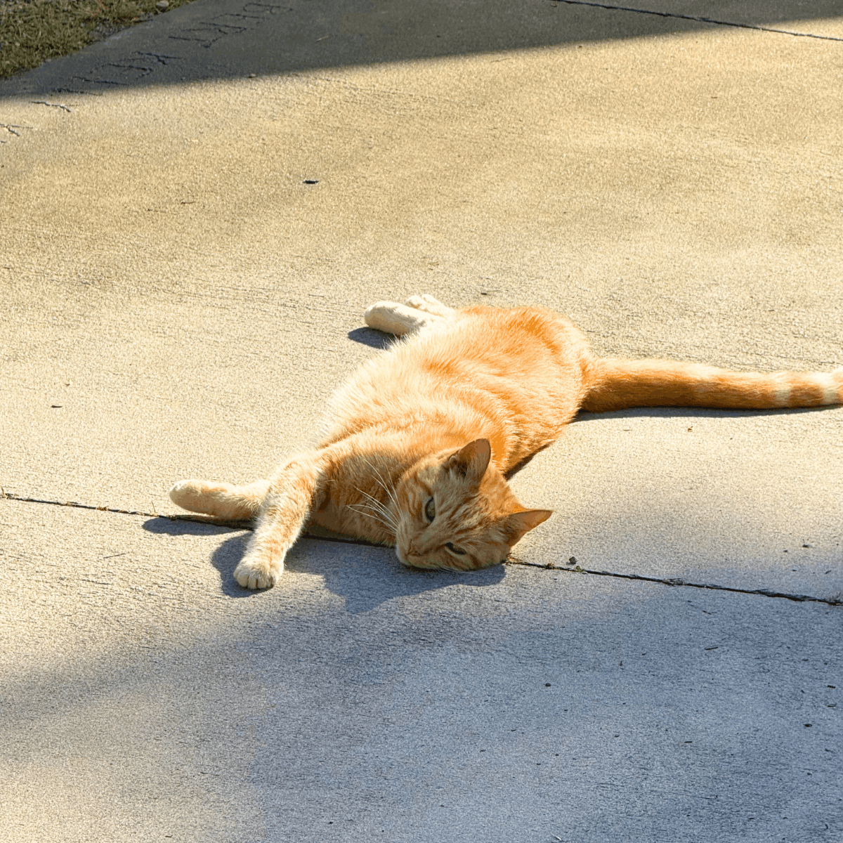 Tallahassee Nurseries 