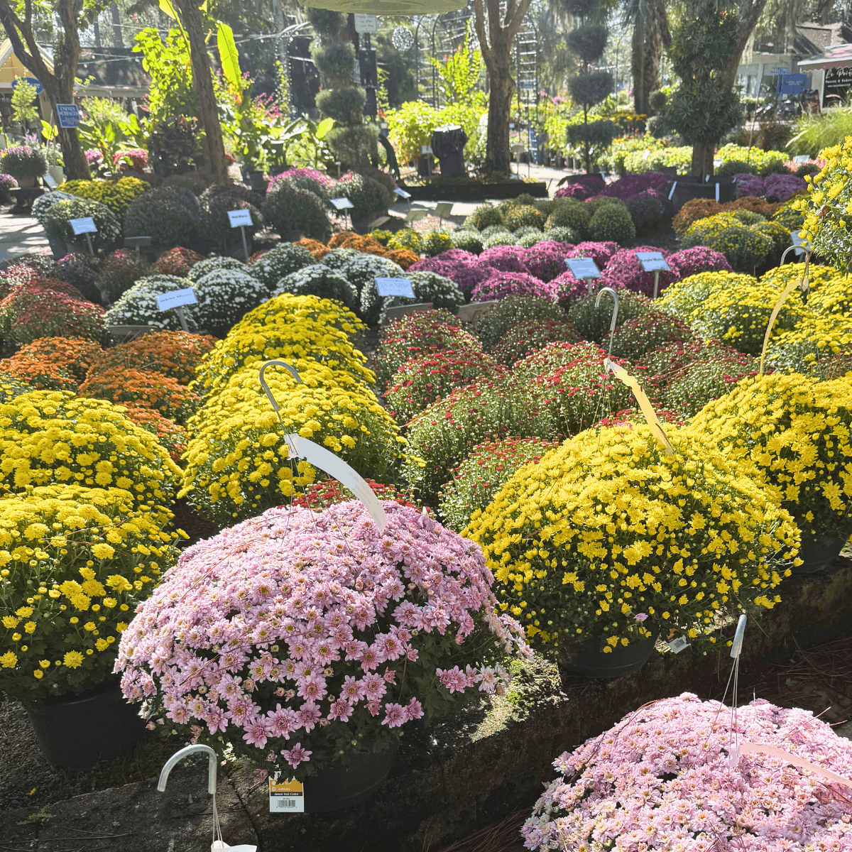 Tallahassee Nurseries 