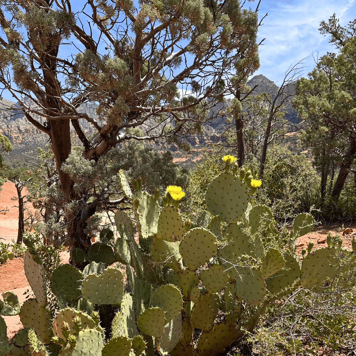 Sedona Travel Guide 