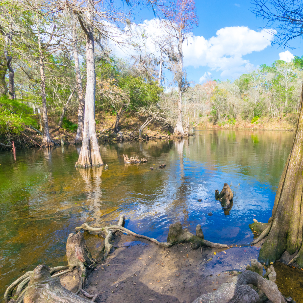 Madison Blue Spring with tall trees and exposed roots along a calm, reflective waterway under a blue sky.