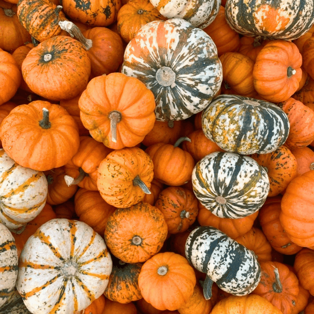 fall pumpkins