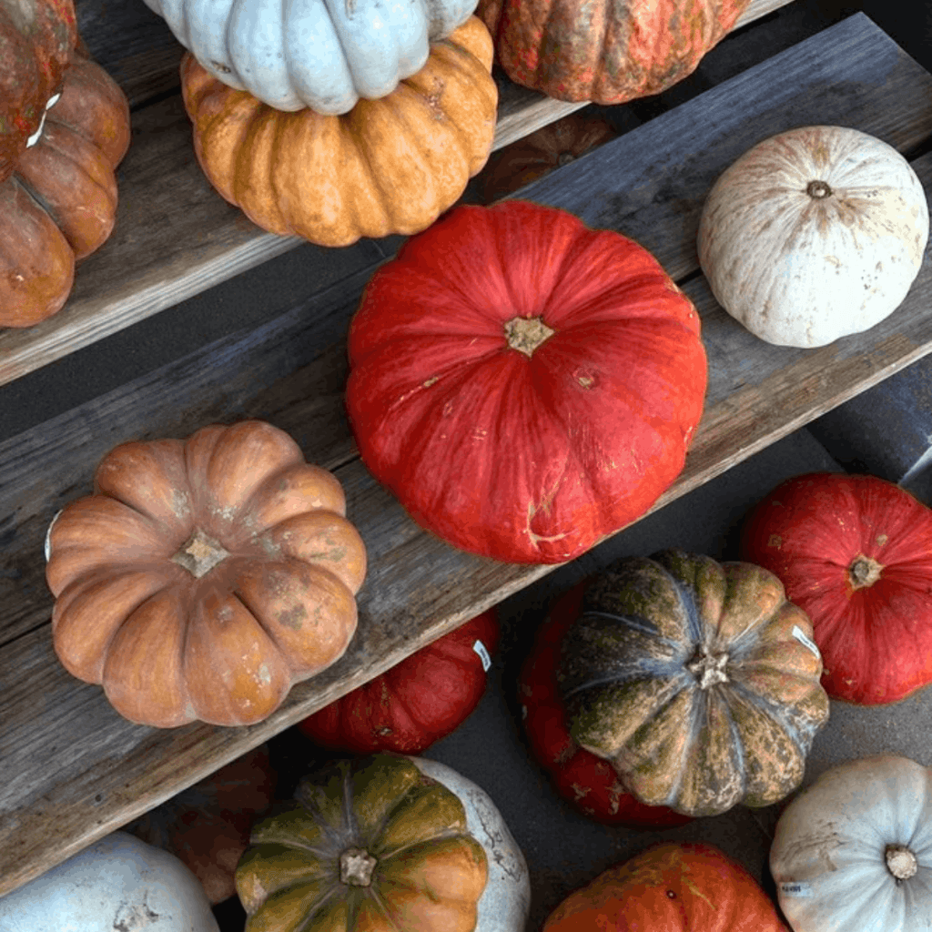 Pumpkin Patches Near Tallahassee
