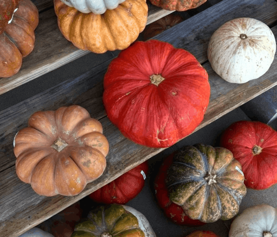 Pumpkin Patches Near Tallahassee